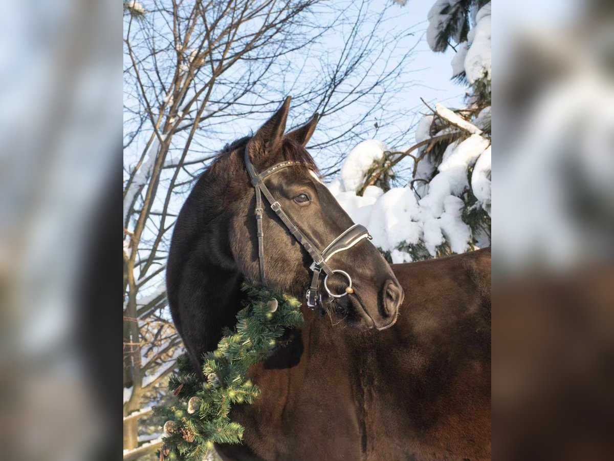 Pools warmbloed Ruin 5 Jaar 170 cm Zwart in Stobno Siódme