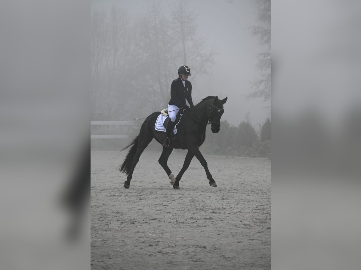 Pools warmbloed Ruin 6 Jaar 160 cm Zwart in Forst