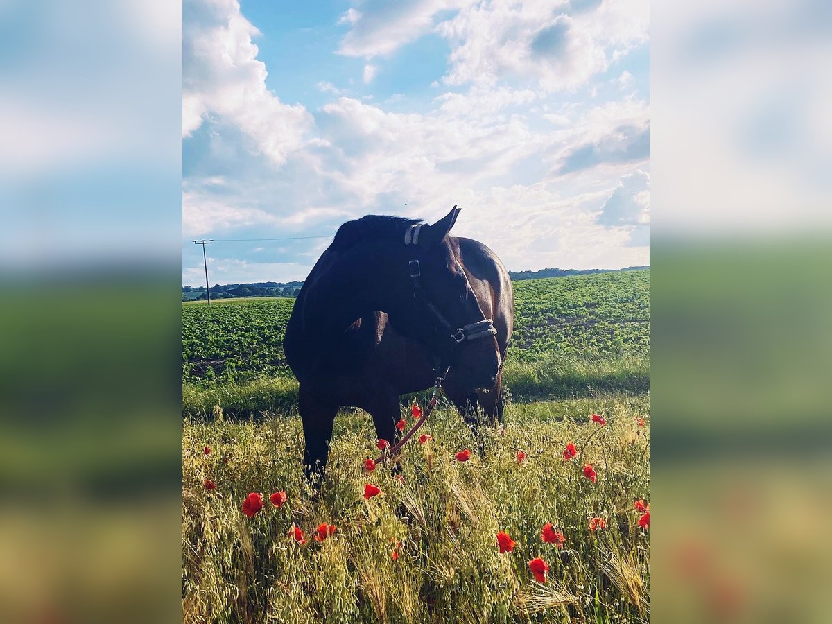 Pools warmbloed Mix Ruin 7 Jaar 165 cm Donkerbruin in Neustrelitz