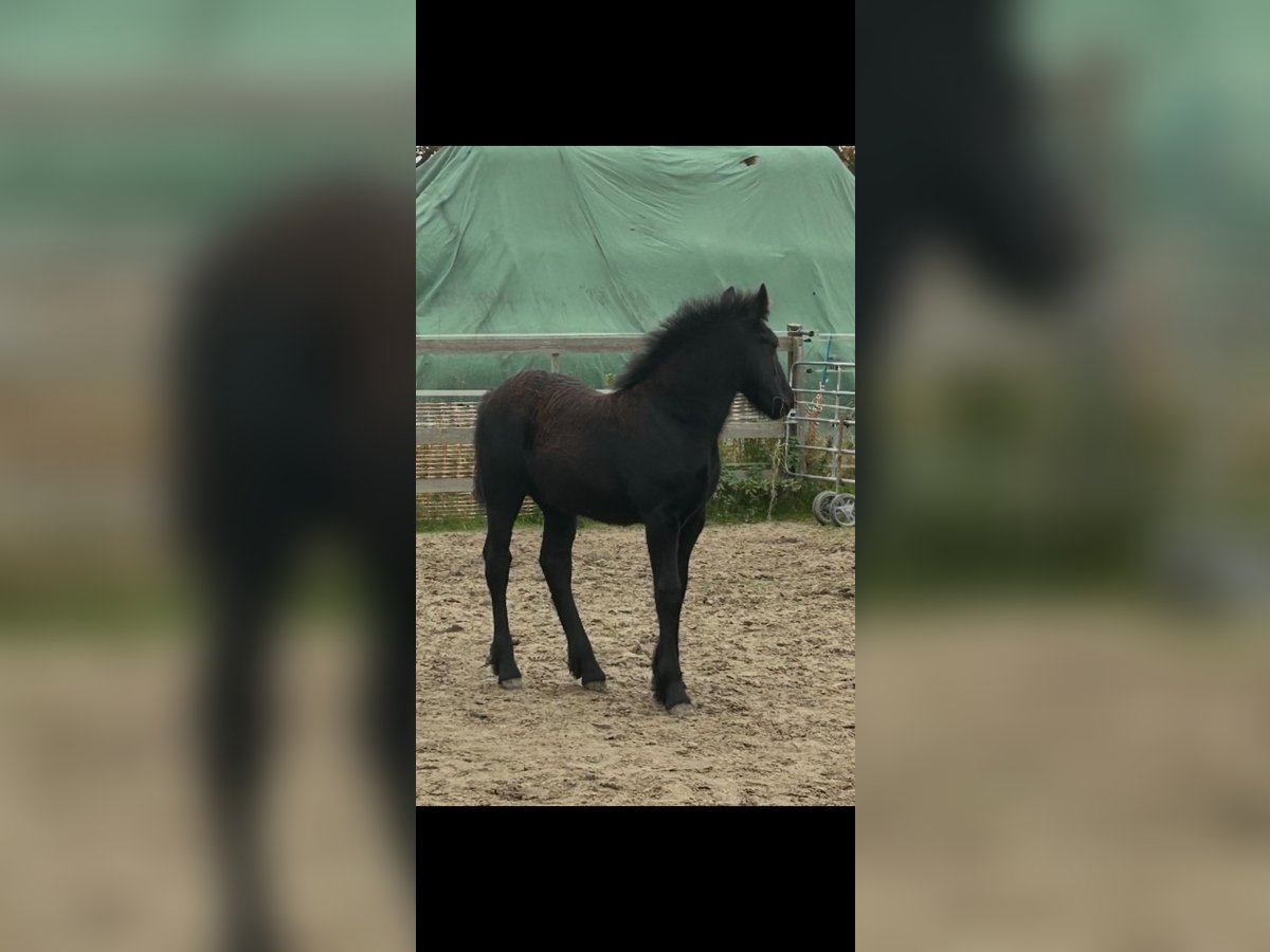 Poolse kar Bloed Mix Hengst 1 Jaar 160 cm Zwart in Cloppenburg