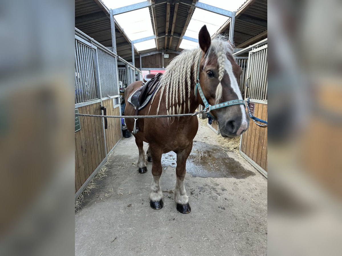 Poolse kar Bloed Merrie 10 Jaar 155 cm Vos in Sławoborze