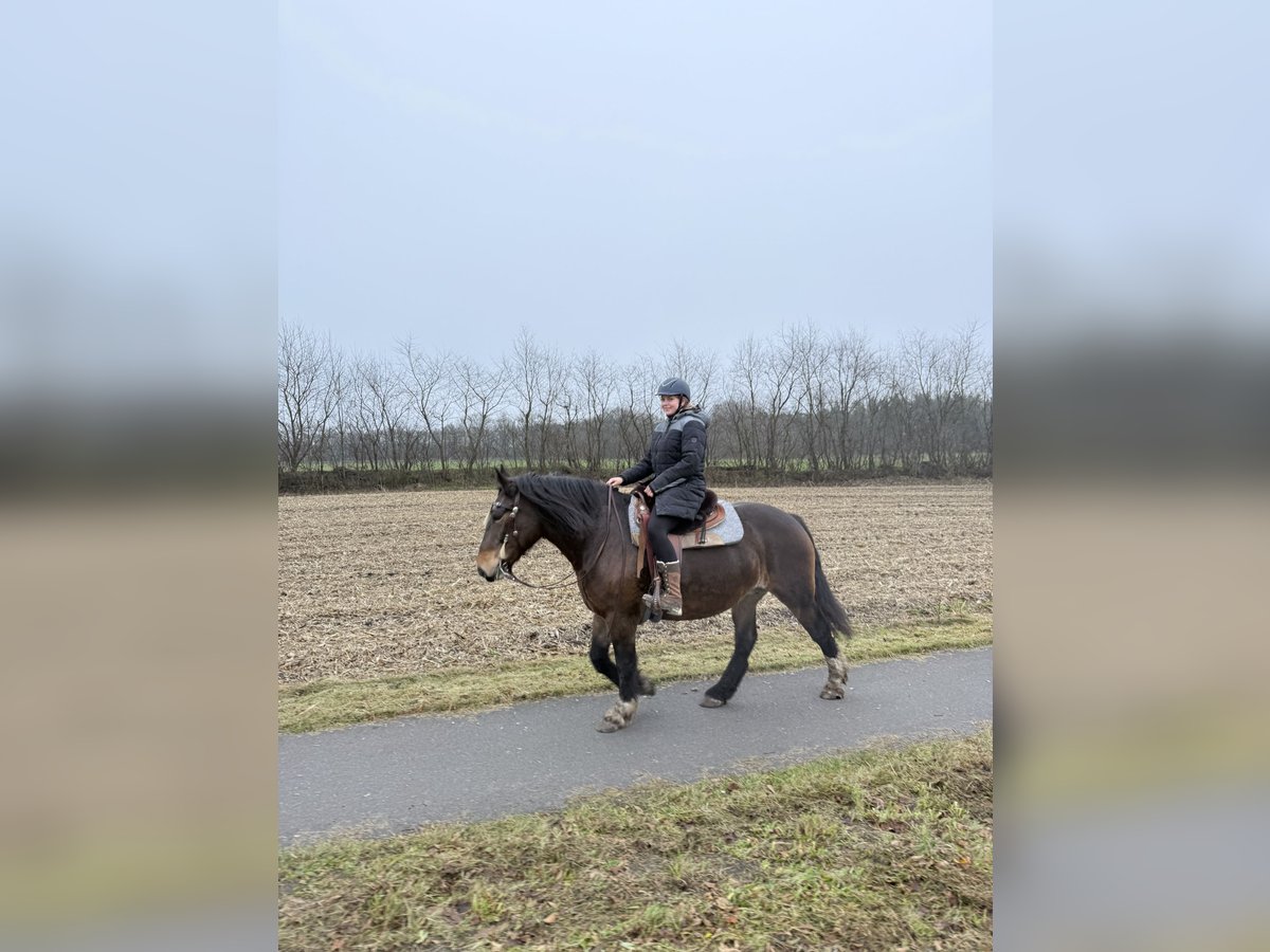 Poolse kar Bloed Merrie 10 Jaar 157 cm Bruin in Meppen