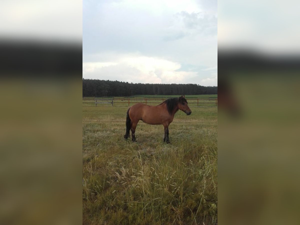 Poolse kar Bloed Merrie 11 Jaar 160 cm Bruin in Muldestausee