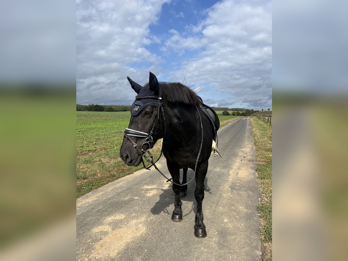 Poolse kar Bloed Merrie 19 Jaar 157 cm Zwart in Kefenrod