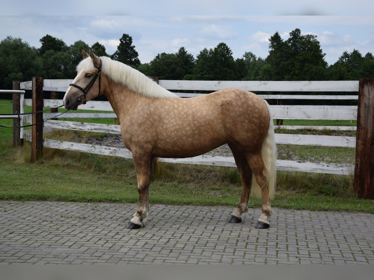 Poolse kar Bloed Merrie 2 Jaar 161 cm Palomino in Che&#x142;mno