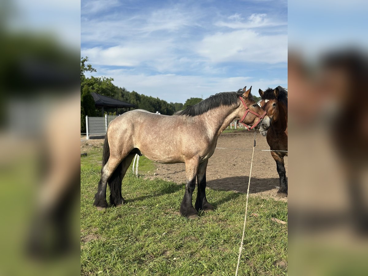 Poolse kar Bloed Merrie 2 Jaar 162 cm Roan-Bay in Przodkowo