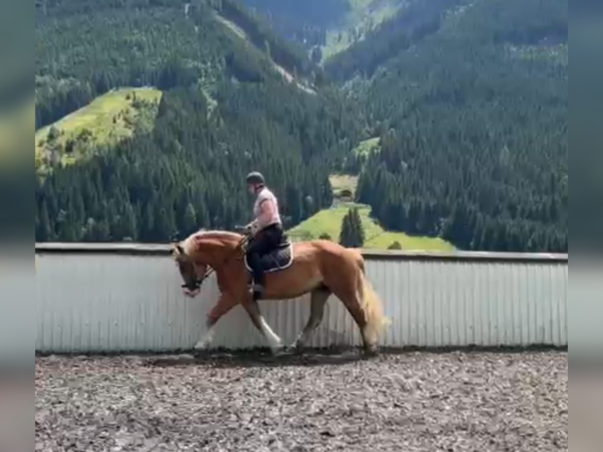Poolse kar Bloed Merrie 7 Jaar 155 cm Vos in Saalbach