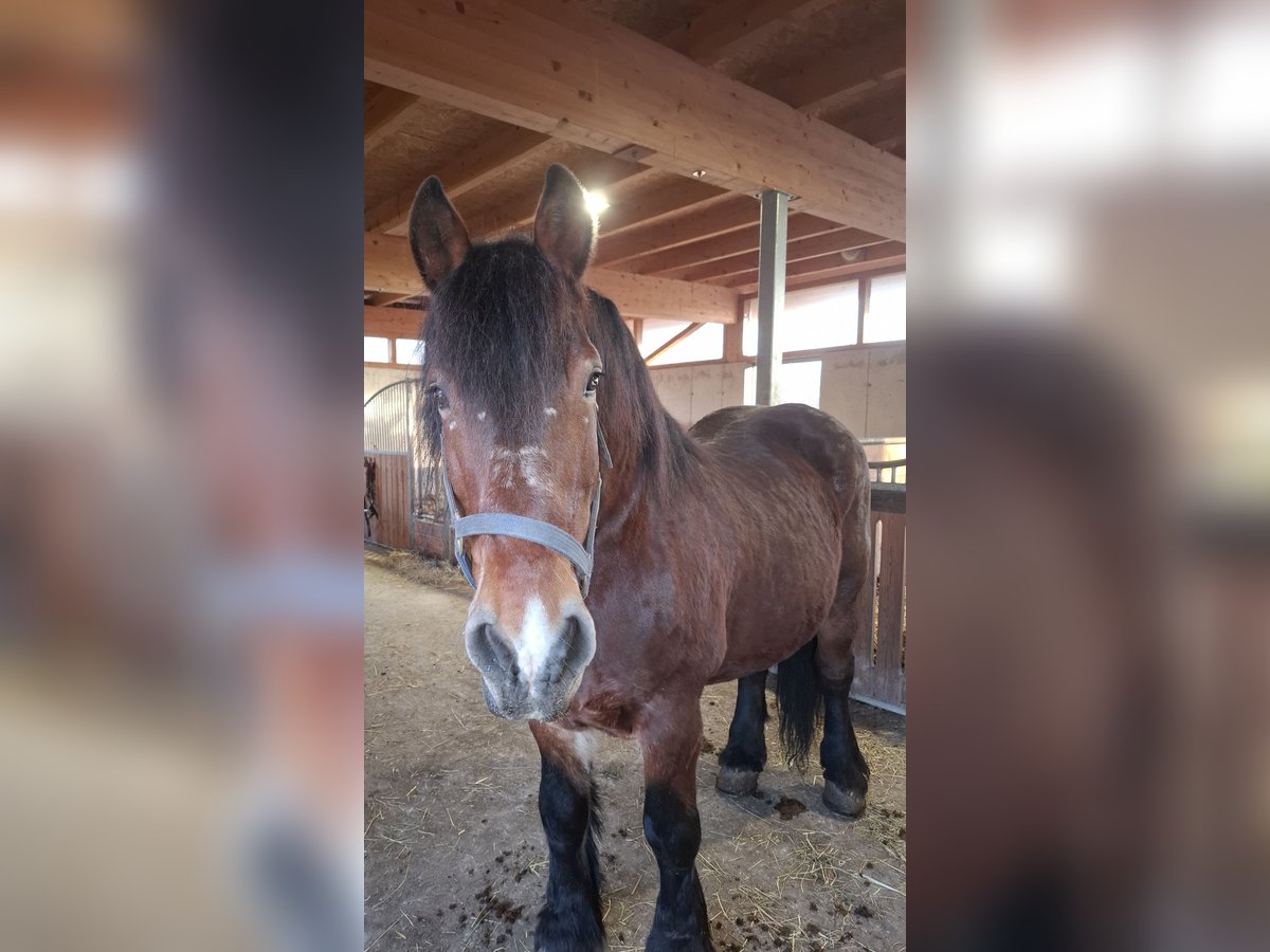 Poolse kar Bloed Ruin 14 Jaar 169 cm in Putzleinsdorf