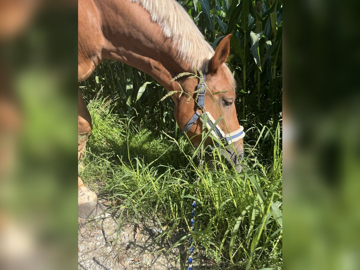 Poolse kar Bloed Mix Ruin 7 Jaar 155 cm Vos in Pei&#xDF;enberg