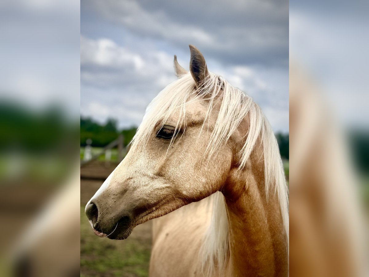 Poolse rijpaard Merrie 1 Jaar 146 cm Palomino in Stropieszyn