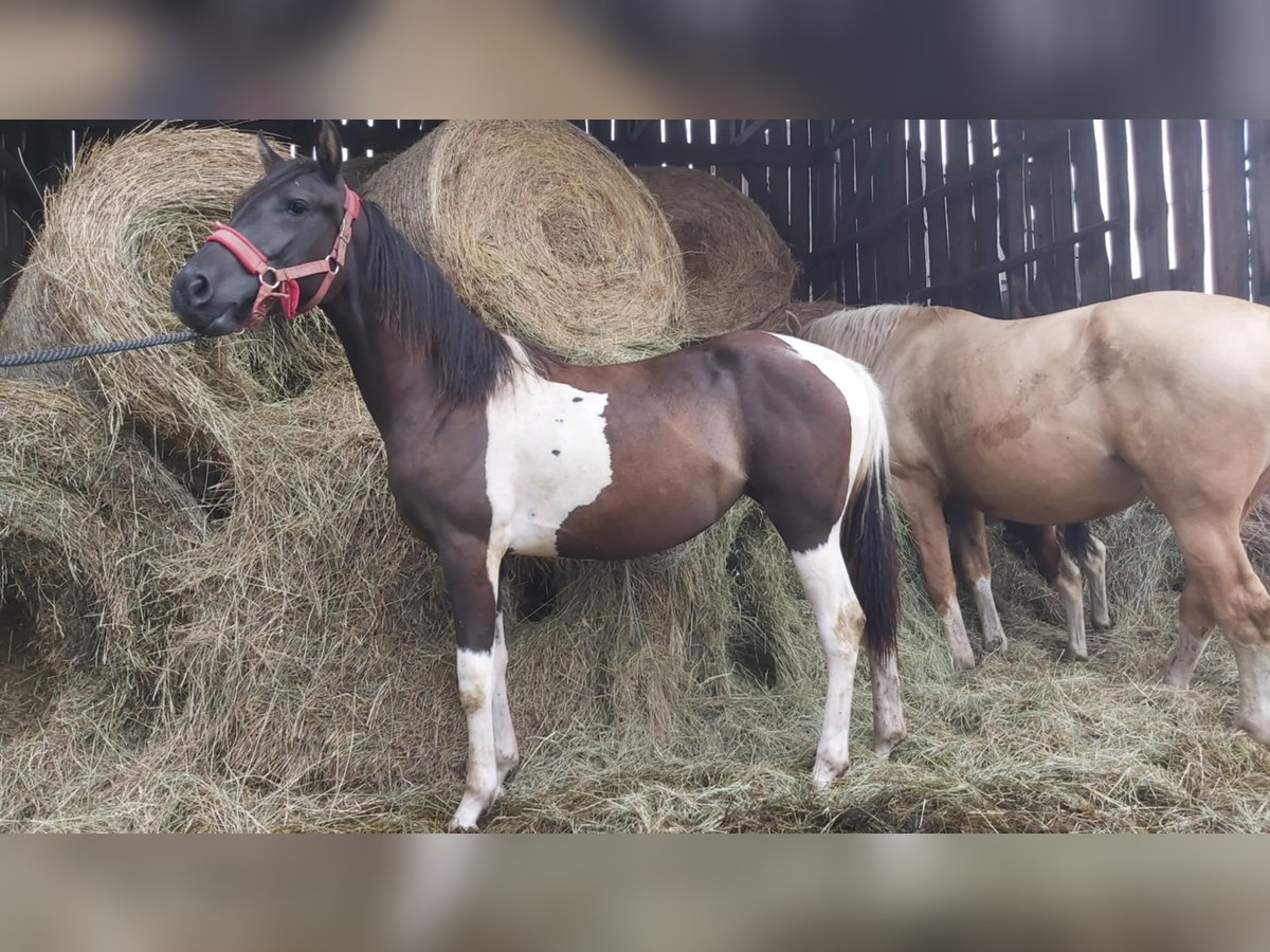 Poolse rijpaard Mix Merrie 1 Jaar 150 cm Gevlekt-paard in Boruszyn