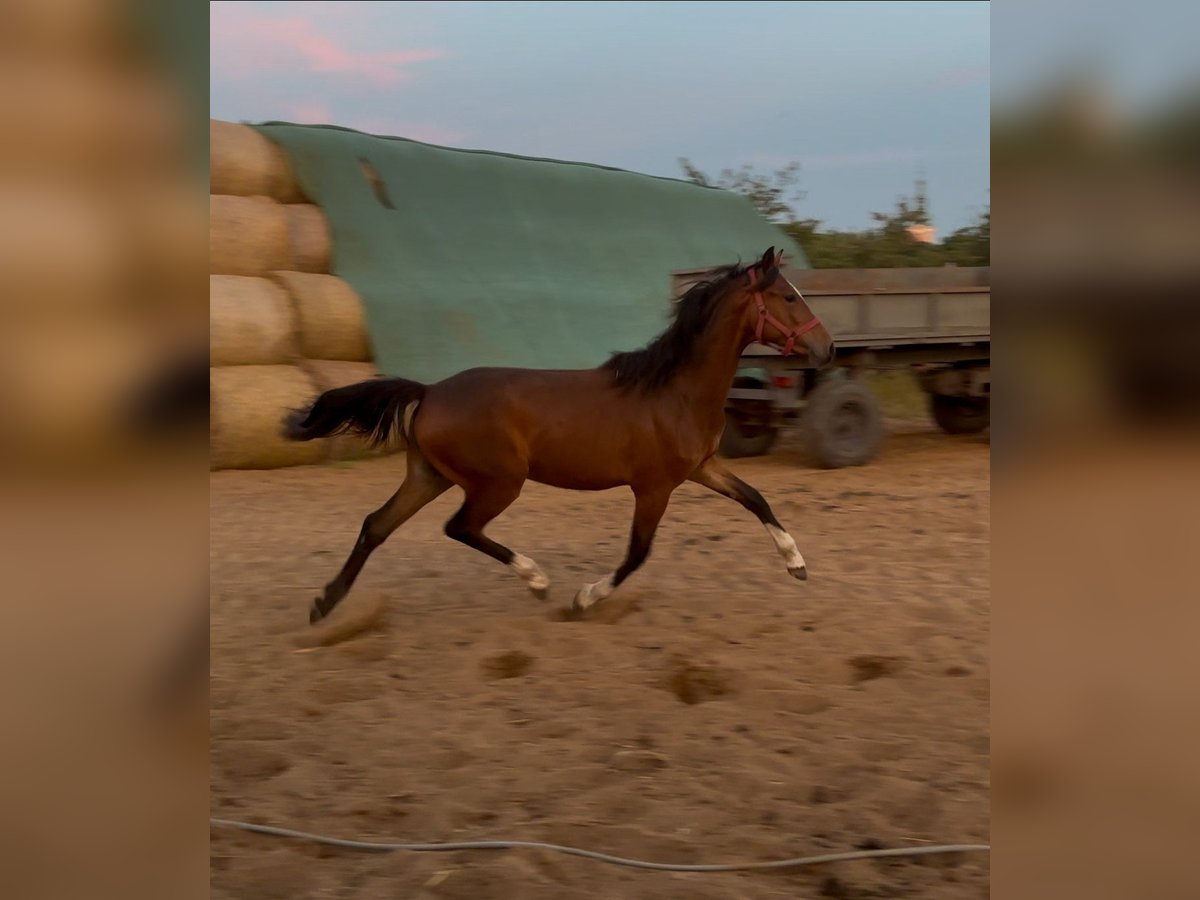 Poolse rijpaard Merrie 1 Jaar Bruin in Siciny