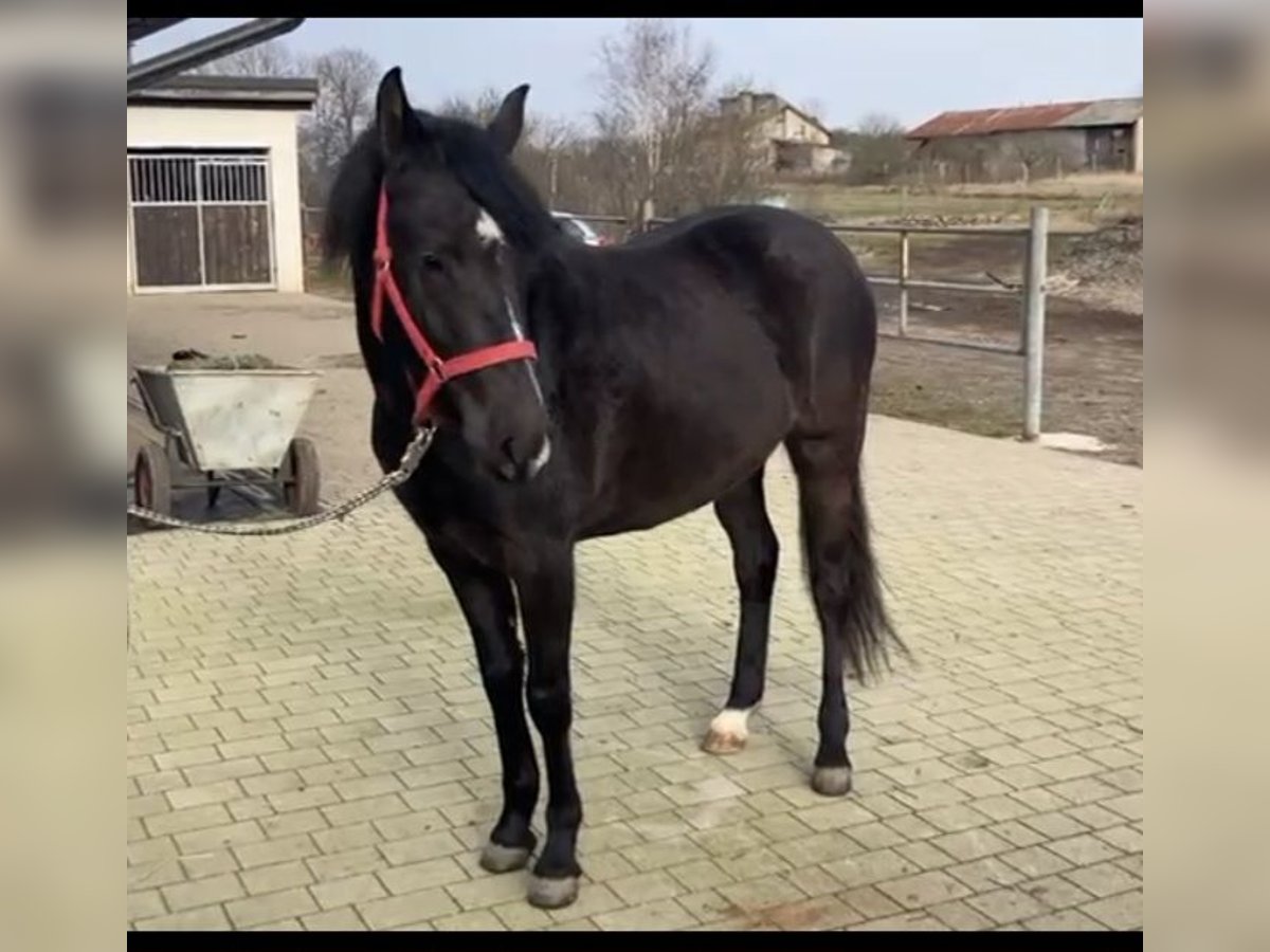 Poolse rijpaard Merrie 3 Jaar 147 cm Zwart in Bad Camberg