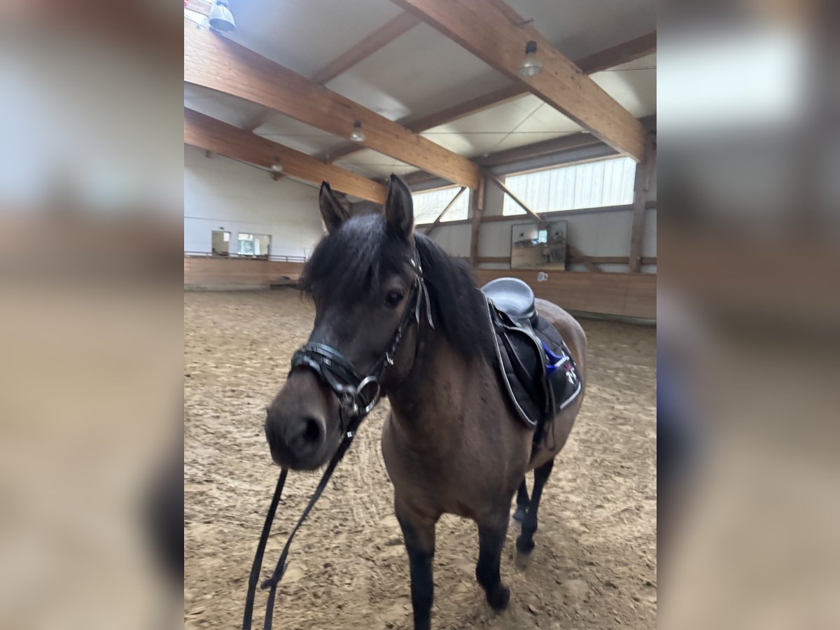 Poolse rijpaard Merrie 6 Jaar 130 cm Bruin in Bad Oldesloe