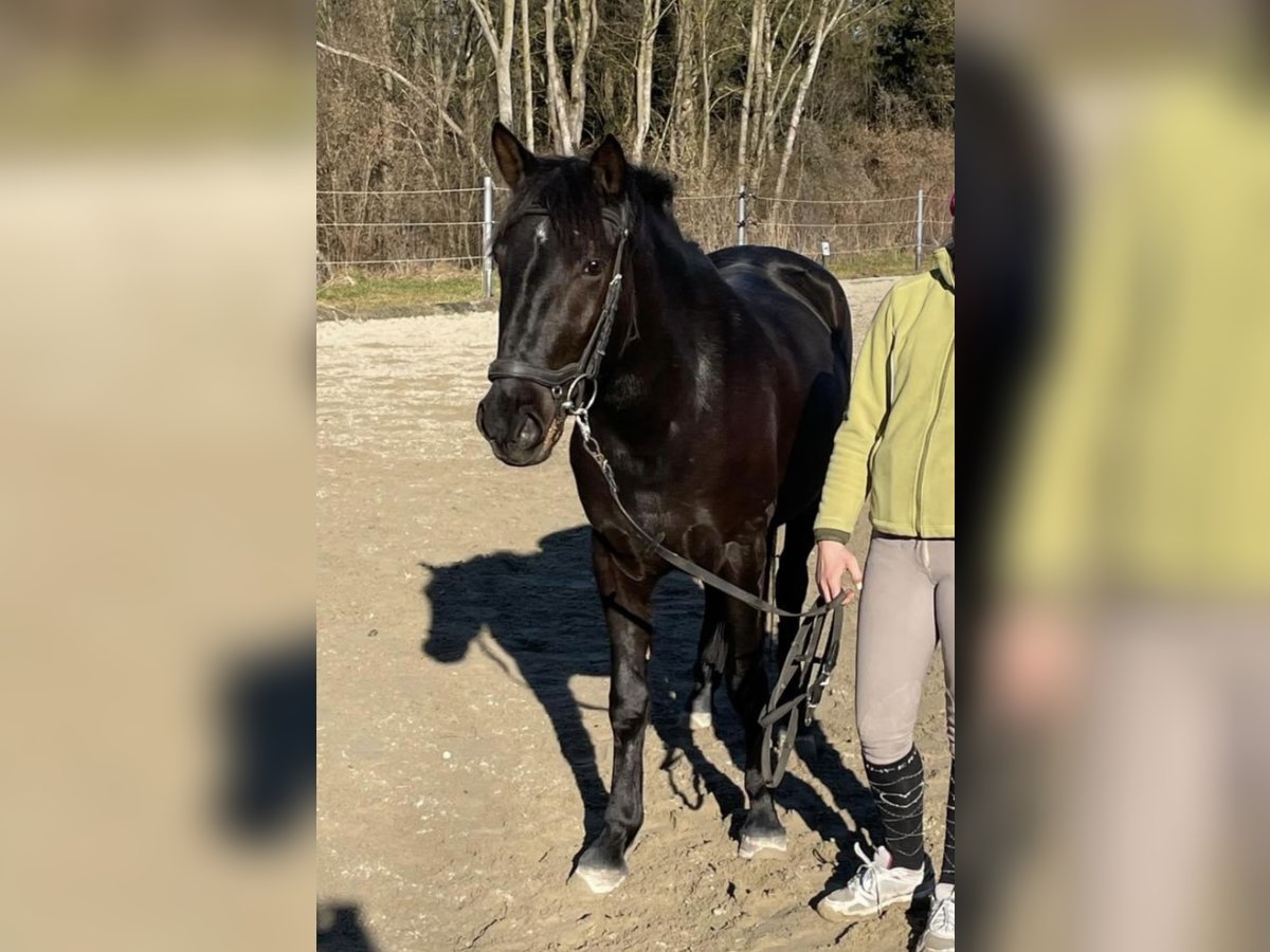 Poolse rijpaard Merrie 6 Jaar 143 cm Zwart in Unterrothenbuch