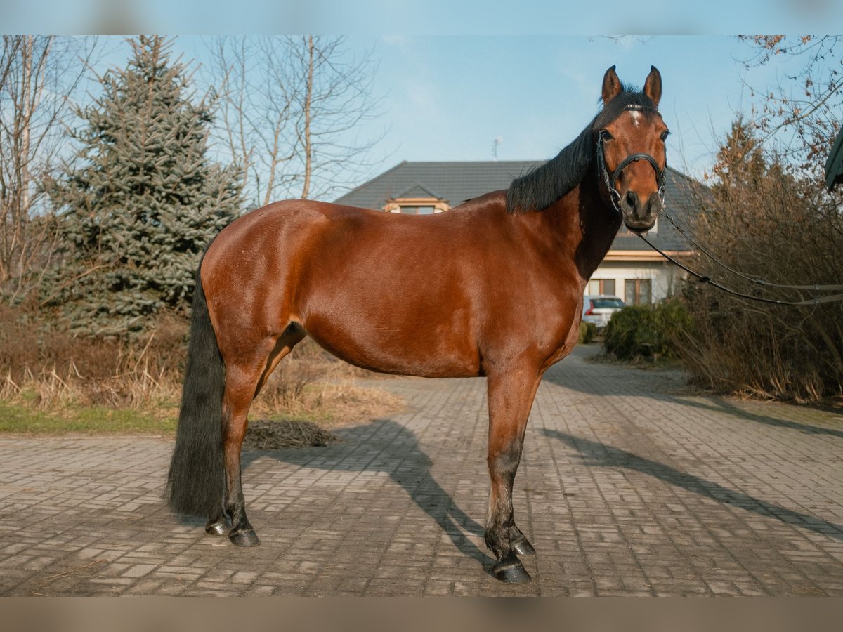 Poolse rijpaard Merrie 8 Jaar 145 cm Roodbruin in Warszawa