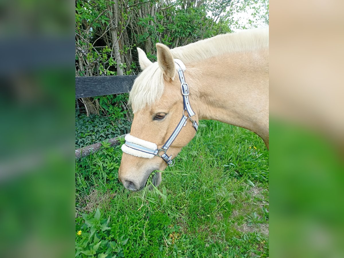 Poolse rijpaard Ruin 5 Jaar 147 cm Palomino in Pfl&#xFC;ckuff