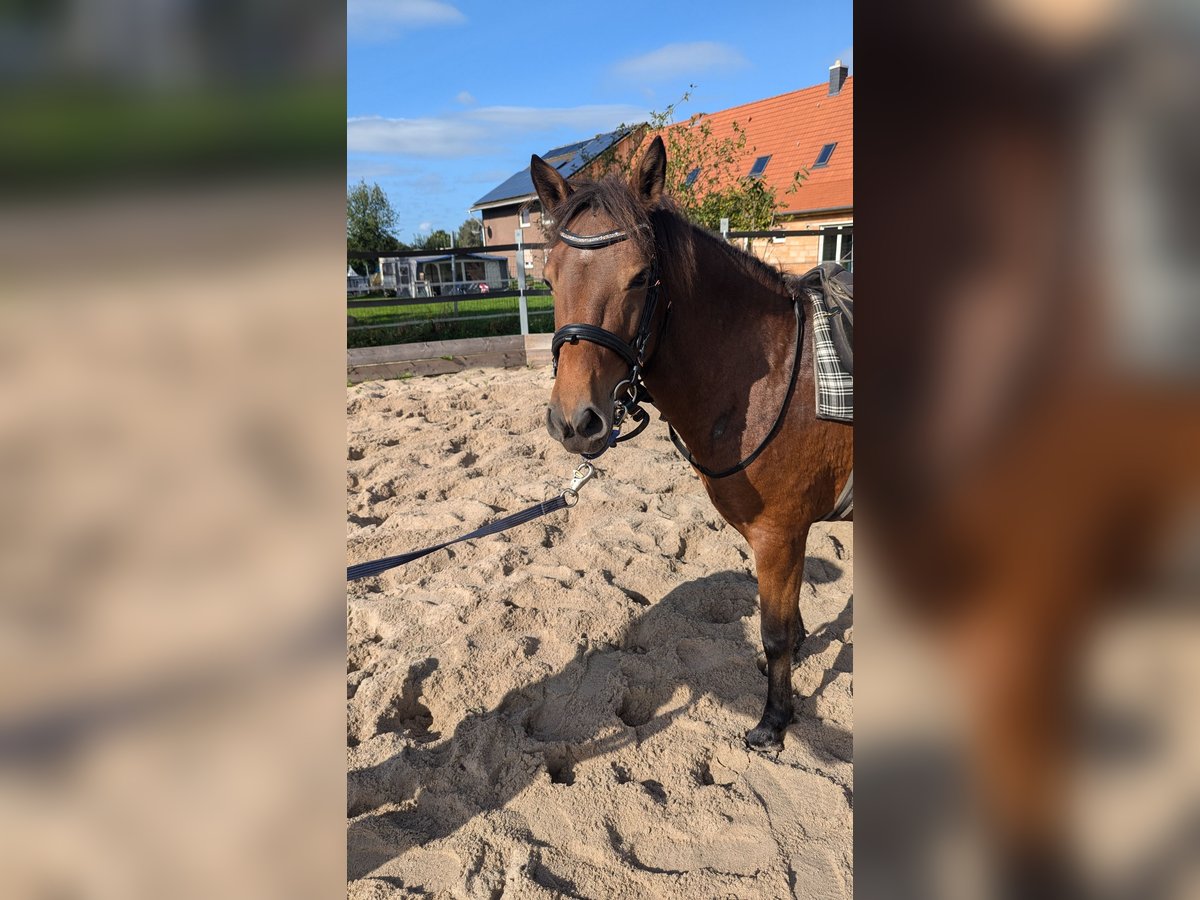 Portugalski koń sportowy Klacz 7 lat 126 cm Gniada in Bohmte