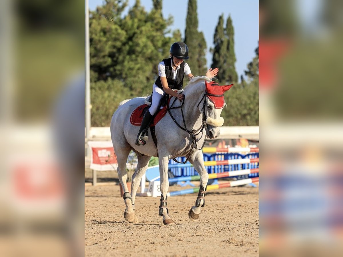 Portugalski koń sportowy Wałach 20 lat 169 cm Siwa in Palma De Mallorca