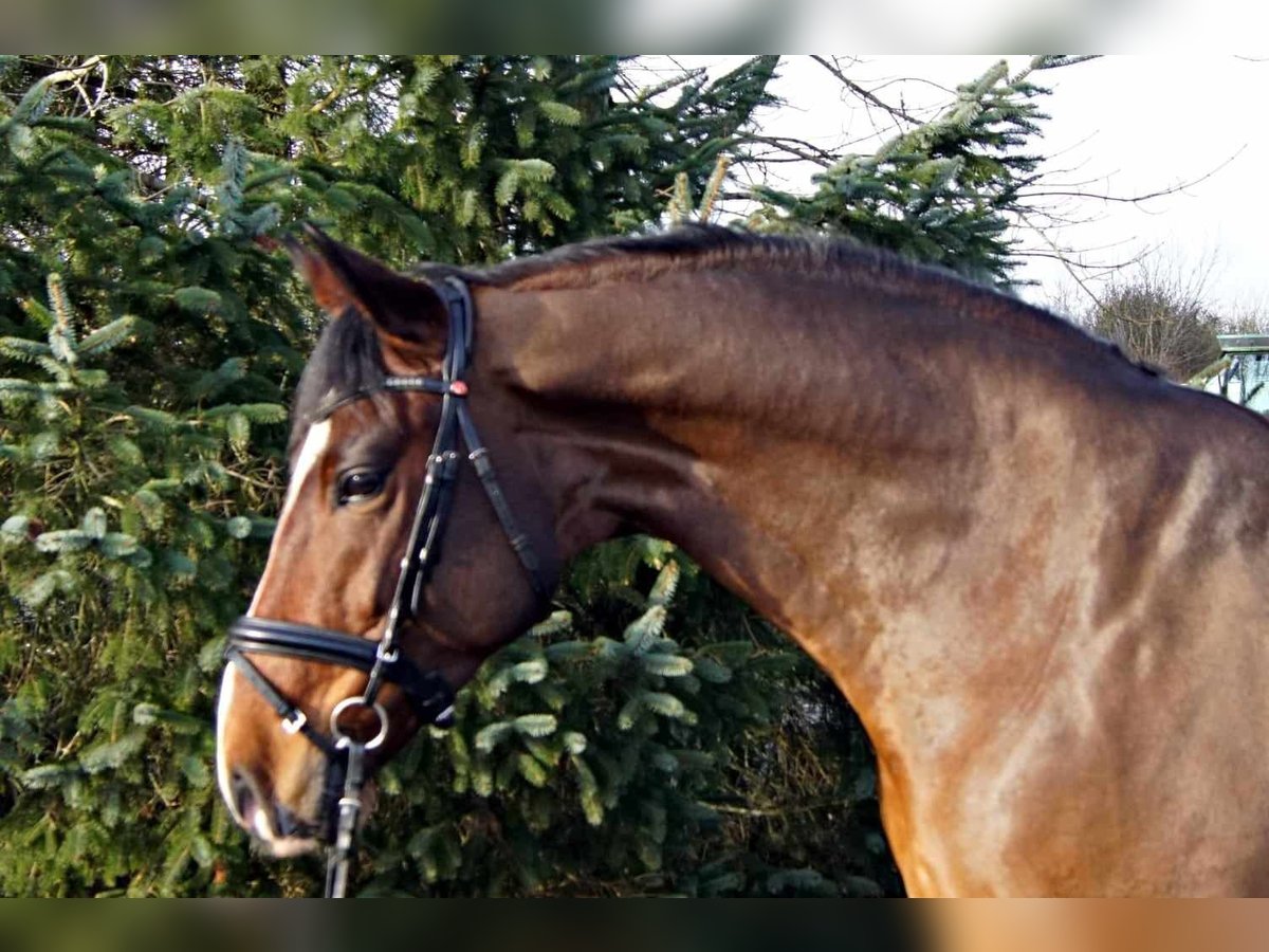 Portugalski koń sportowy Wałach 7 lat 165 cm Gniada in Silkeborg