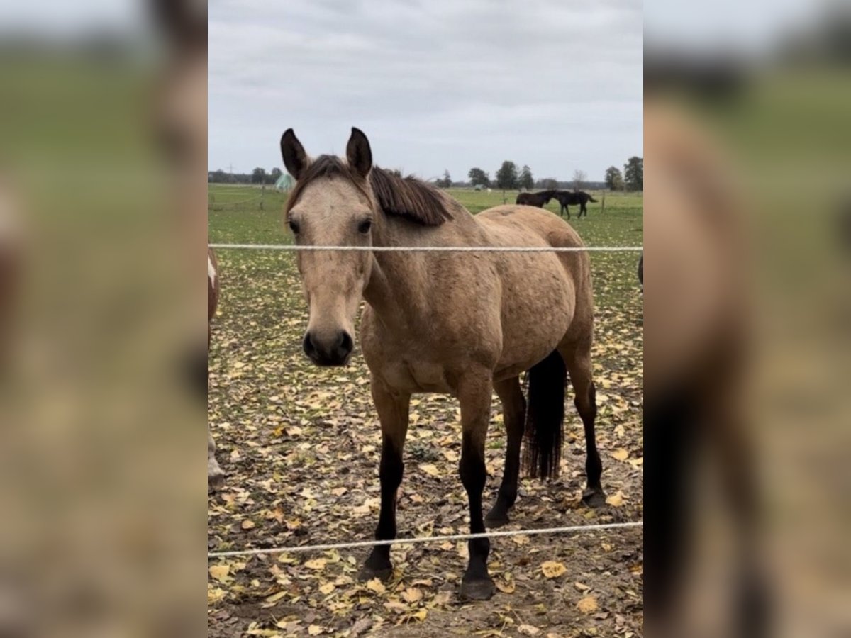 Portugees sportpaard Merrie 10 Jaar 155 cm Buckskin in Rosenau