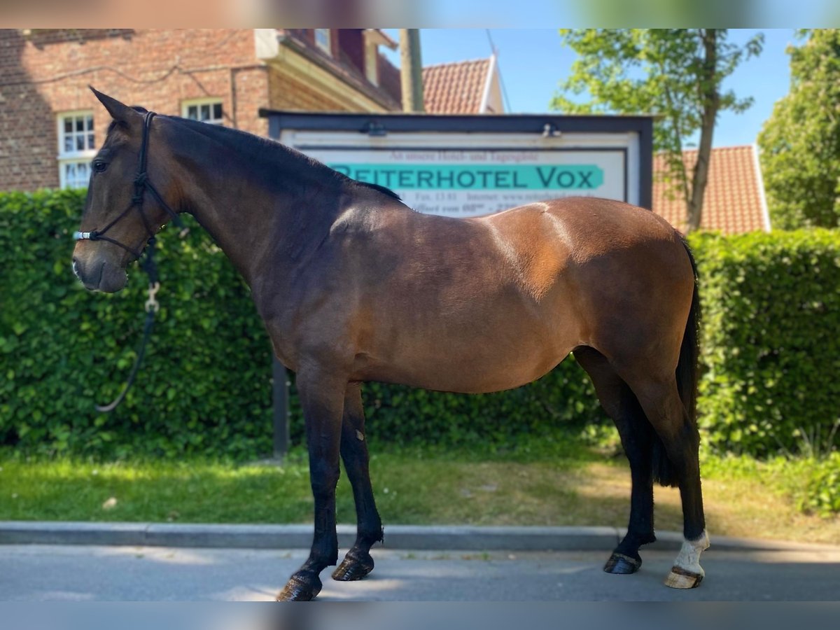 Portugees sportpaard Merrie 12 Jaar 155 cm Donkerbruin in Eggermühlen OT Bockraden