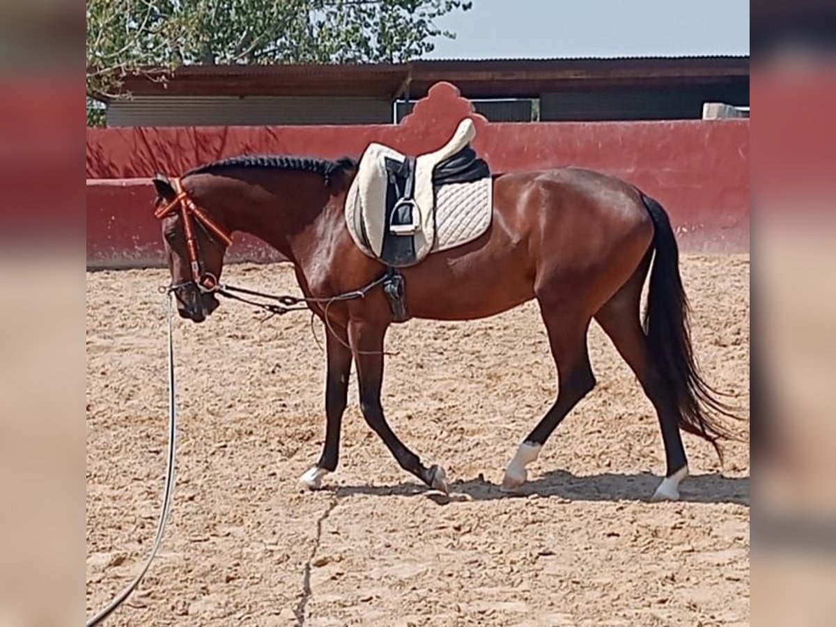 Portugees sportpaard Merrie 3 Jaar Roodbruin in Molina De Segura