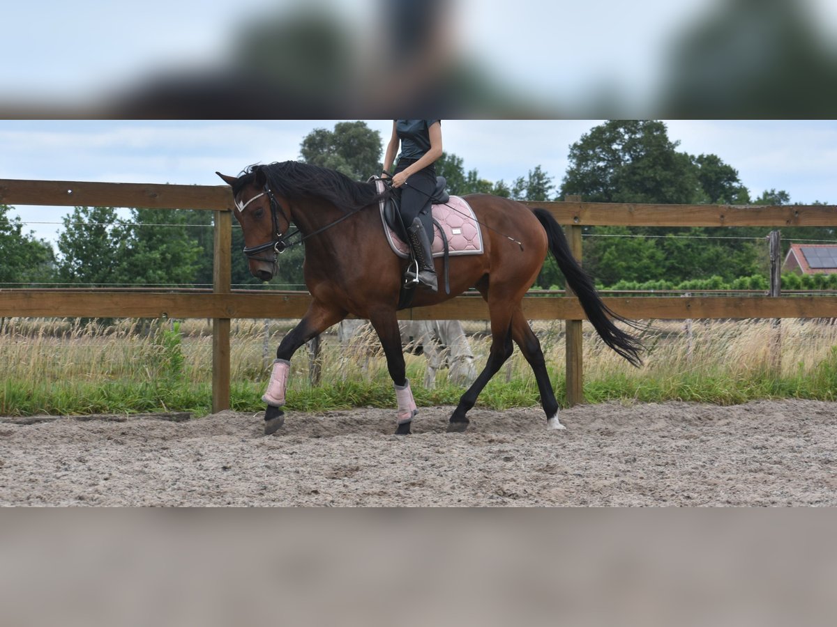 Portugees sportpaard Ruin 5 Jaar 162 cm Bruin in Achtmaal
