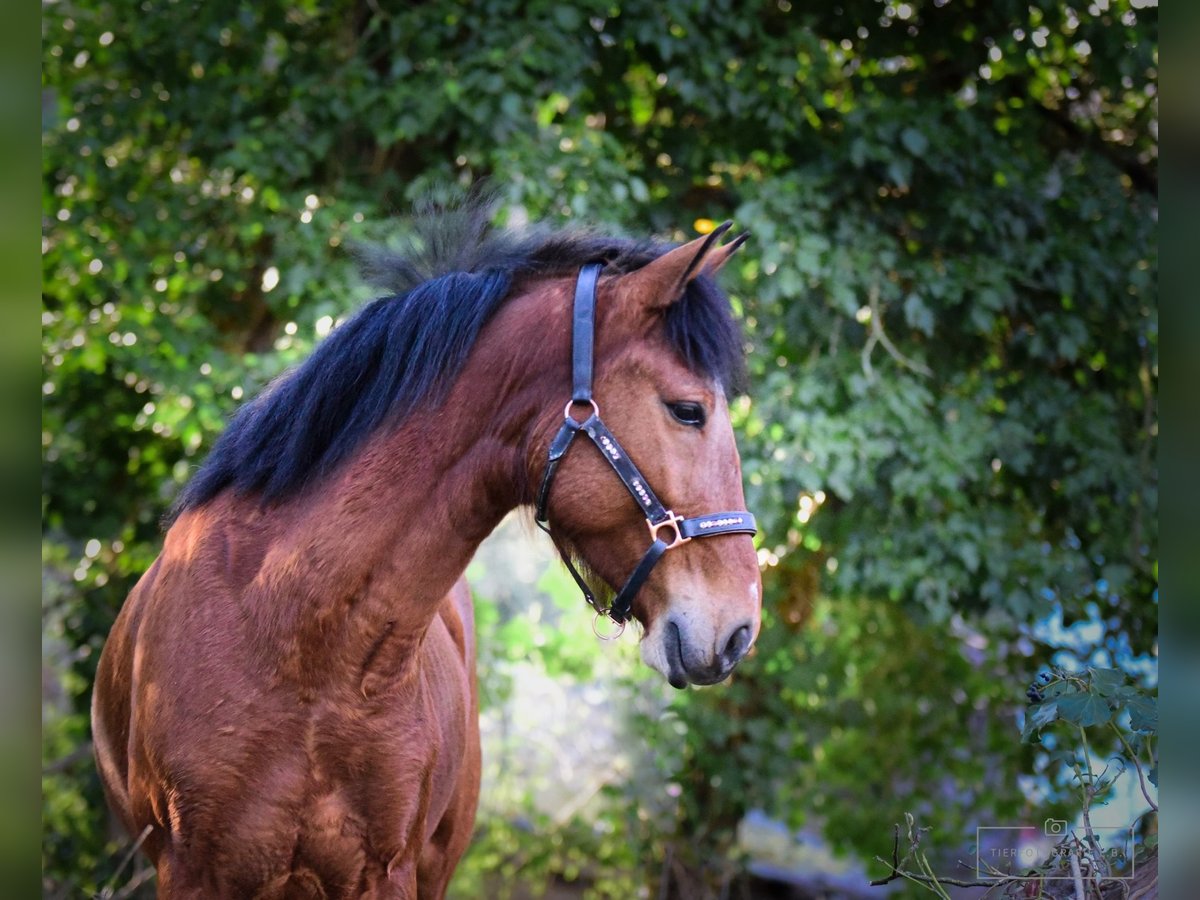Portugees sportpaard Ruin 6 Jaar 150 cm Brauner in Bruchsal
