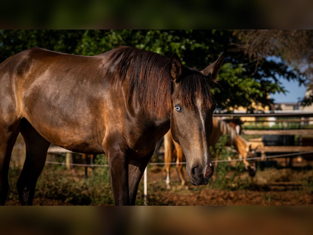 Portugiesisches Sportpferd Stute 2 Jahre 158 cm Buckskin in Valencia