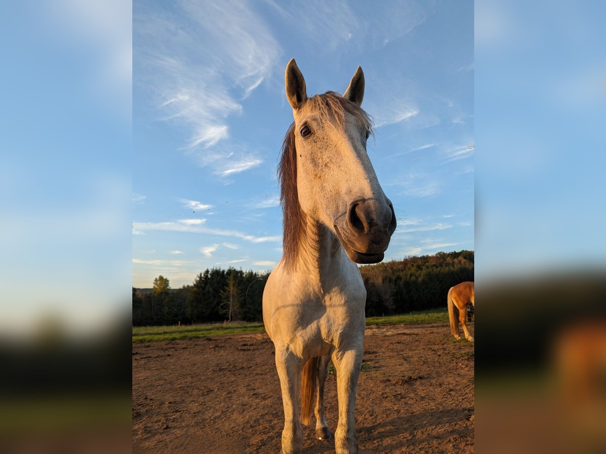 Portugiesisches Sportpferd Stute 8 Jahre 152 cm Schimmel in Tholey