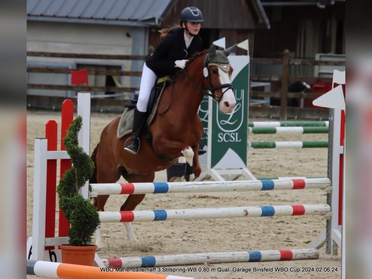 Portugiesisches Sportpferd Stute 9 Jahre 150 cm Dunkelfuchs in Mariendall