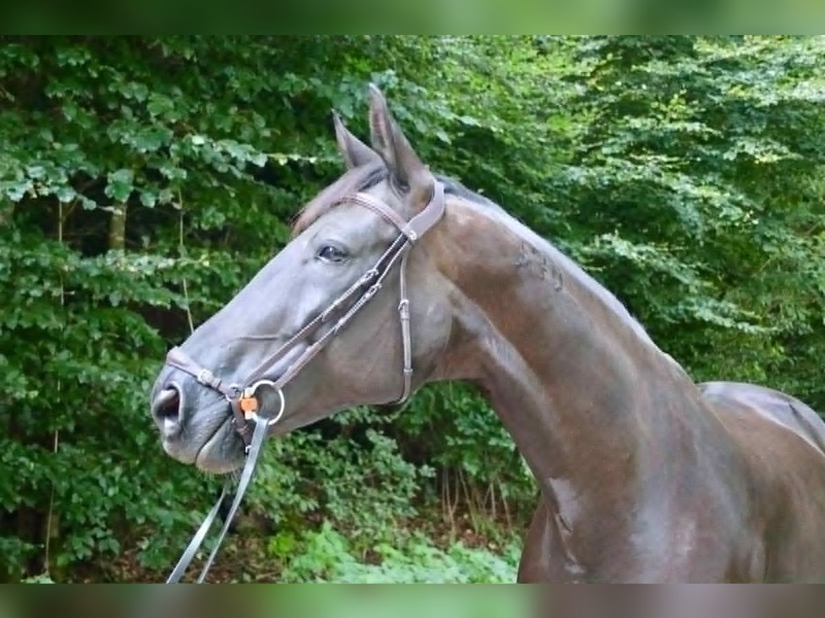 Portugiesisches Sportpferd Stute 9 Jahre 168 cm Rappe in Geneve