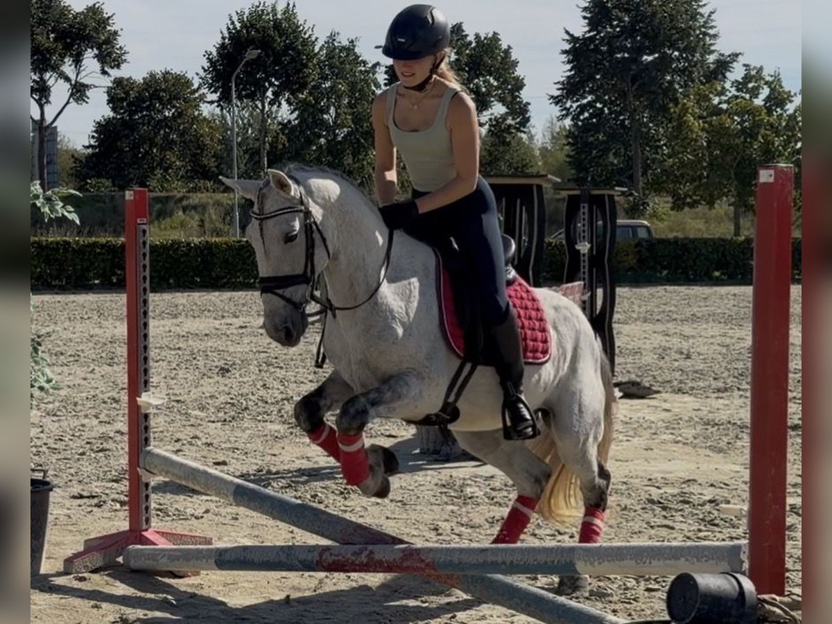 Portugiesisches Sportpferd, Wallach in Kaldenkirchen