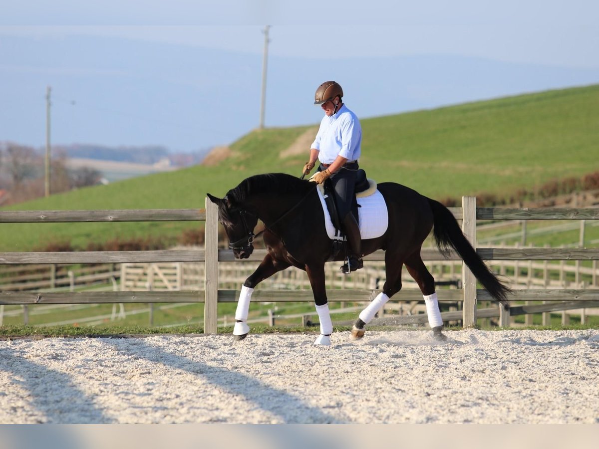 Portugiesisches Sportpferd Wallach 14 Jahre 167 cm Rappe in Azambuja