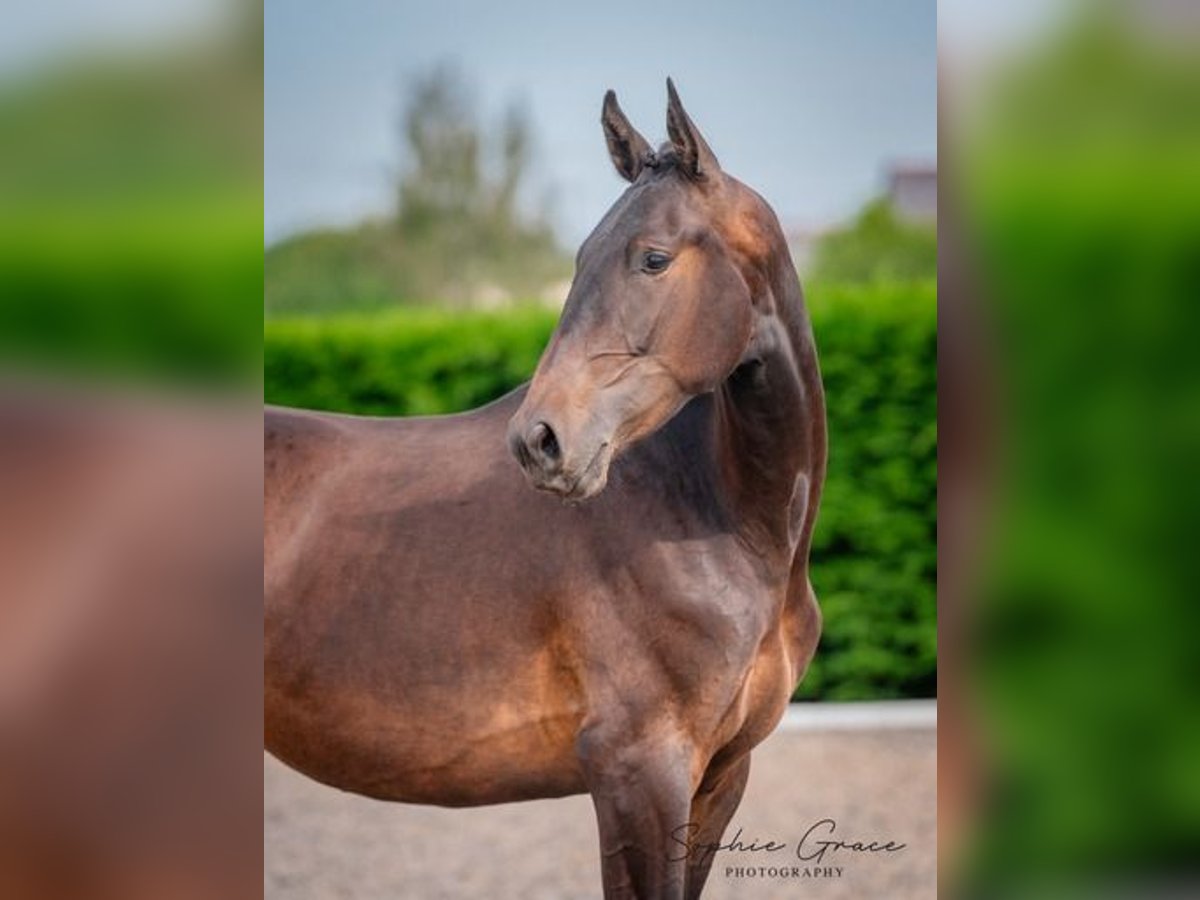 Portugiesisches Sportpferd Wallach 2 Jahre 174 cm Dunkelbrauner in CHESTER