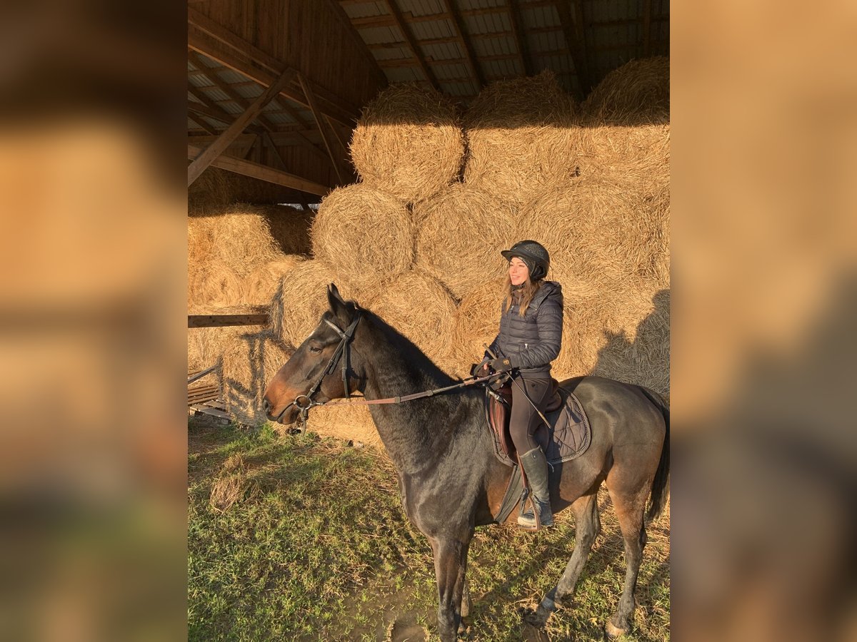 Portugiesisches Sportpferd Wallach 4 Jahre 172 cm Rotbrauner in Chmielnik