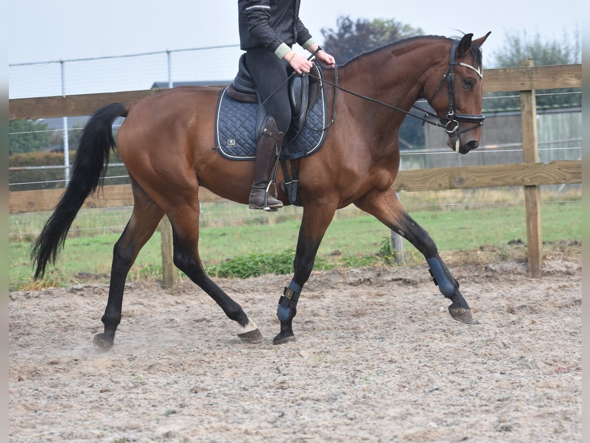 Portugiesisches Sportpferd Wallach 5 Jahre 162 cm Brauner in Achtmaal
