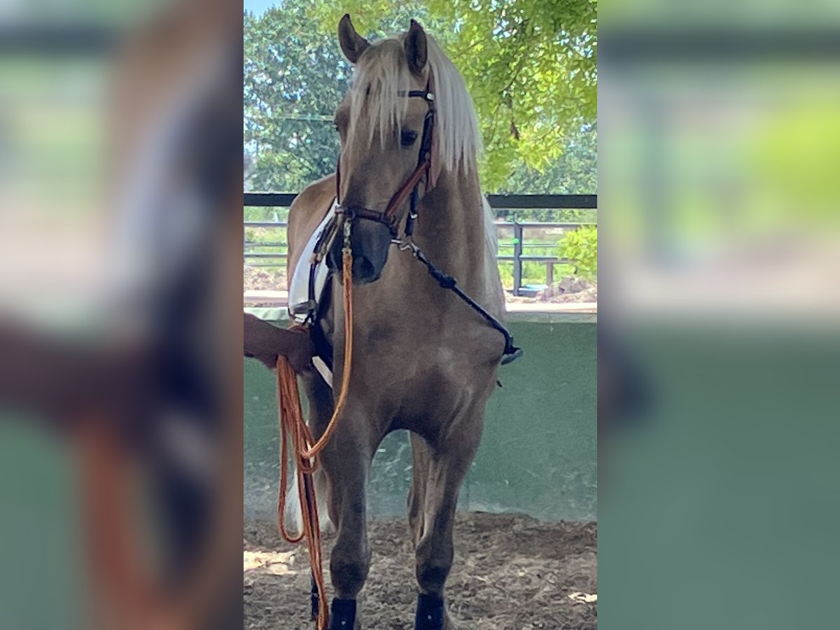 Portugiesisches Sportpferd Wallach 5 Jahre 168 cm Palomino in Ciempozuelos