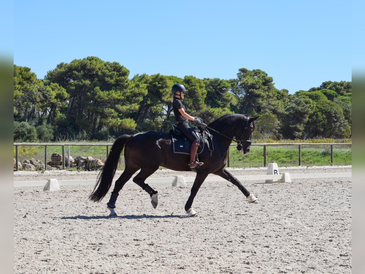 Portuguese Sport Horse Gelding 11 years 16,2 hh in Quinta da Marinha