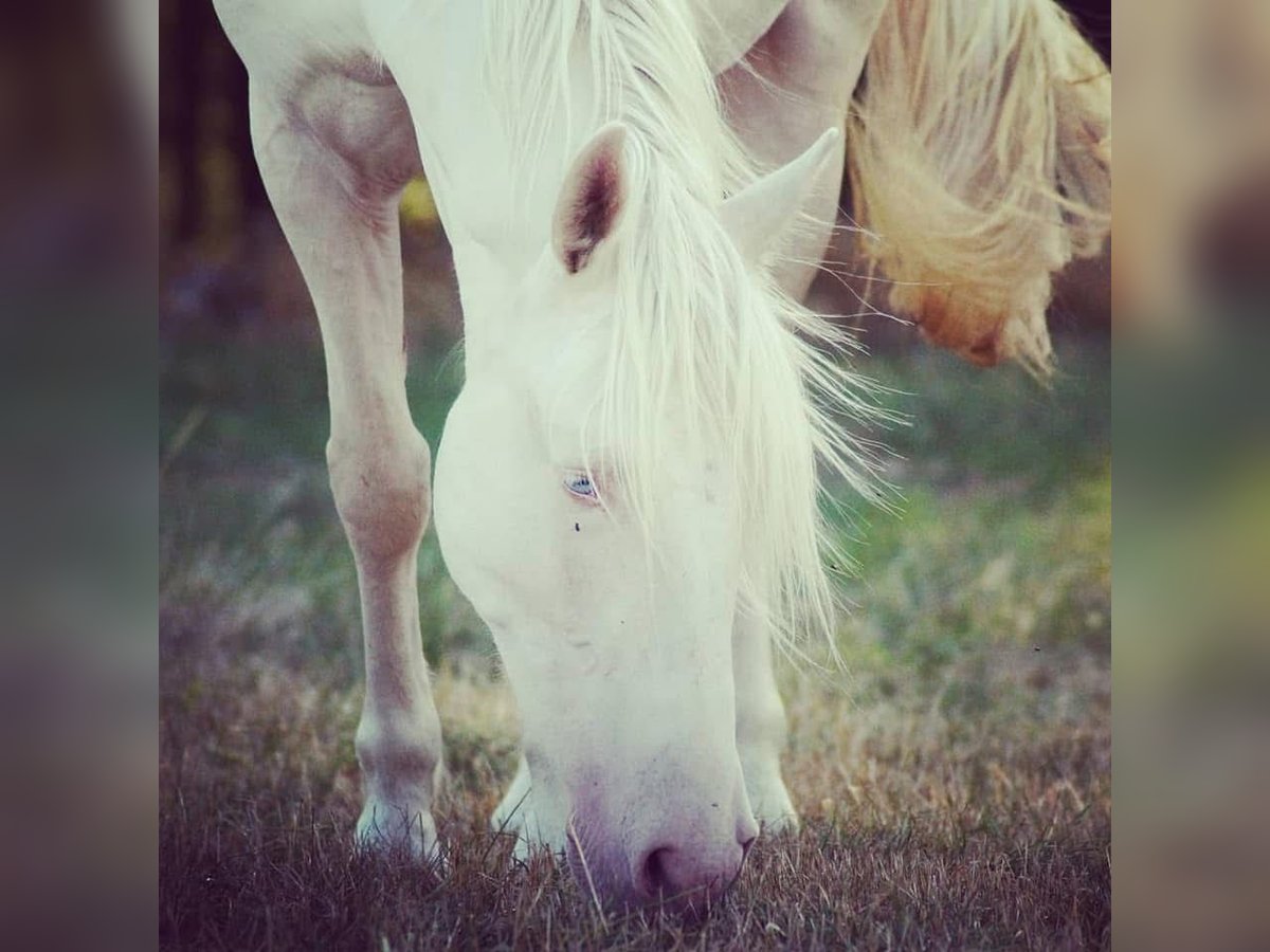 Portuguese Sport Horse Gelding 12 years 14,3 hh Cremello in Wurzbach