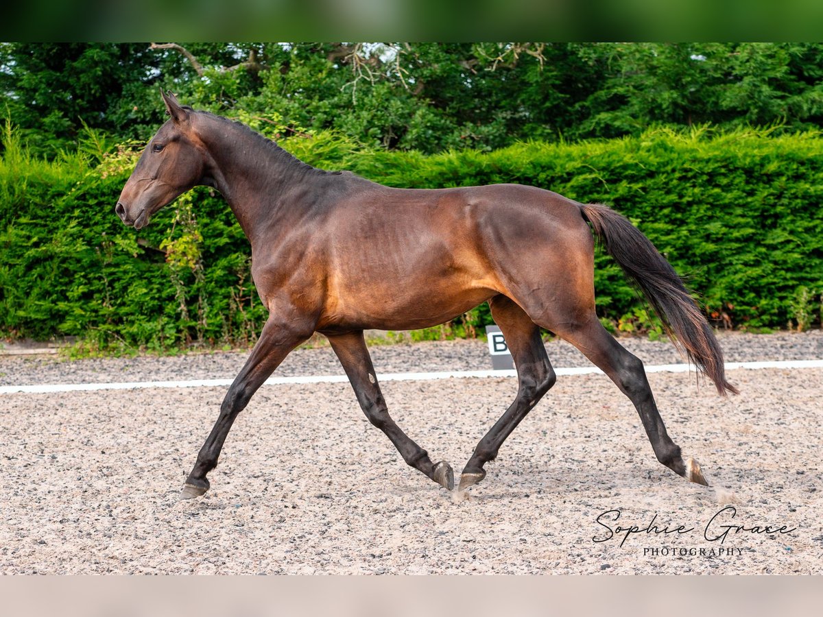 Portuguese Sport Horse Gelding 3 years 17 hh Bay-Dark in CHESTER