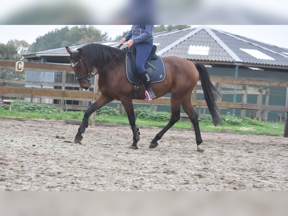 Portuguese Sport Horse Gelding 5 years 15,3 hh Brown in Achtmaal