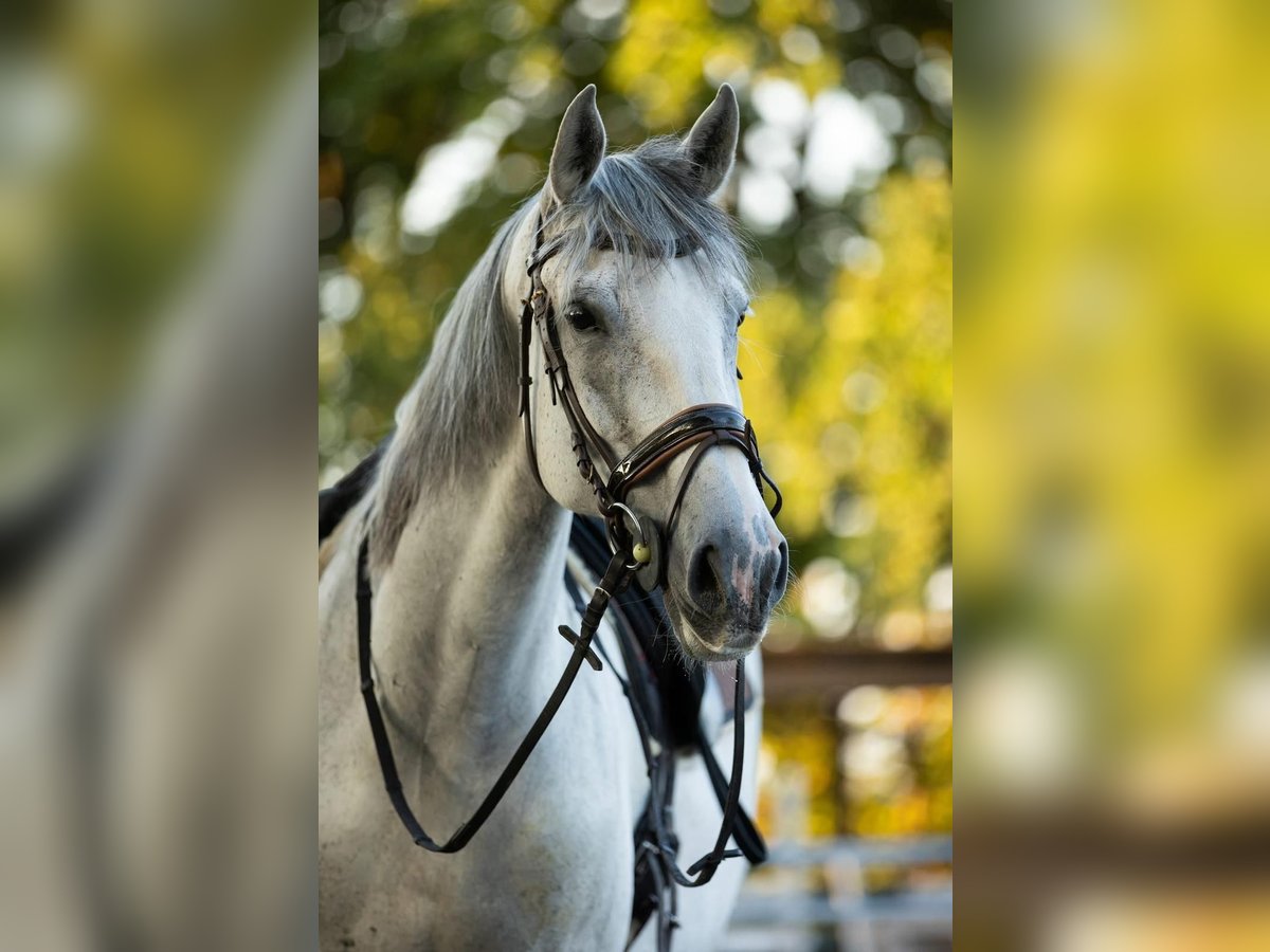 Portuguese Sport Horse Mare 14 years 16 hh Gray-Dapple in Langenzenn