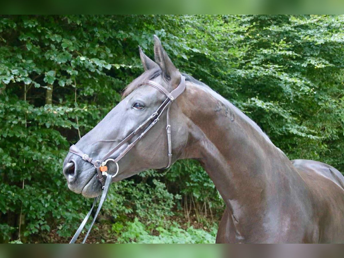 Portuguese Sport Horse Mare 9 years 16,1 hh Black in Geneve