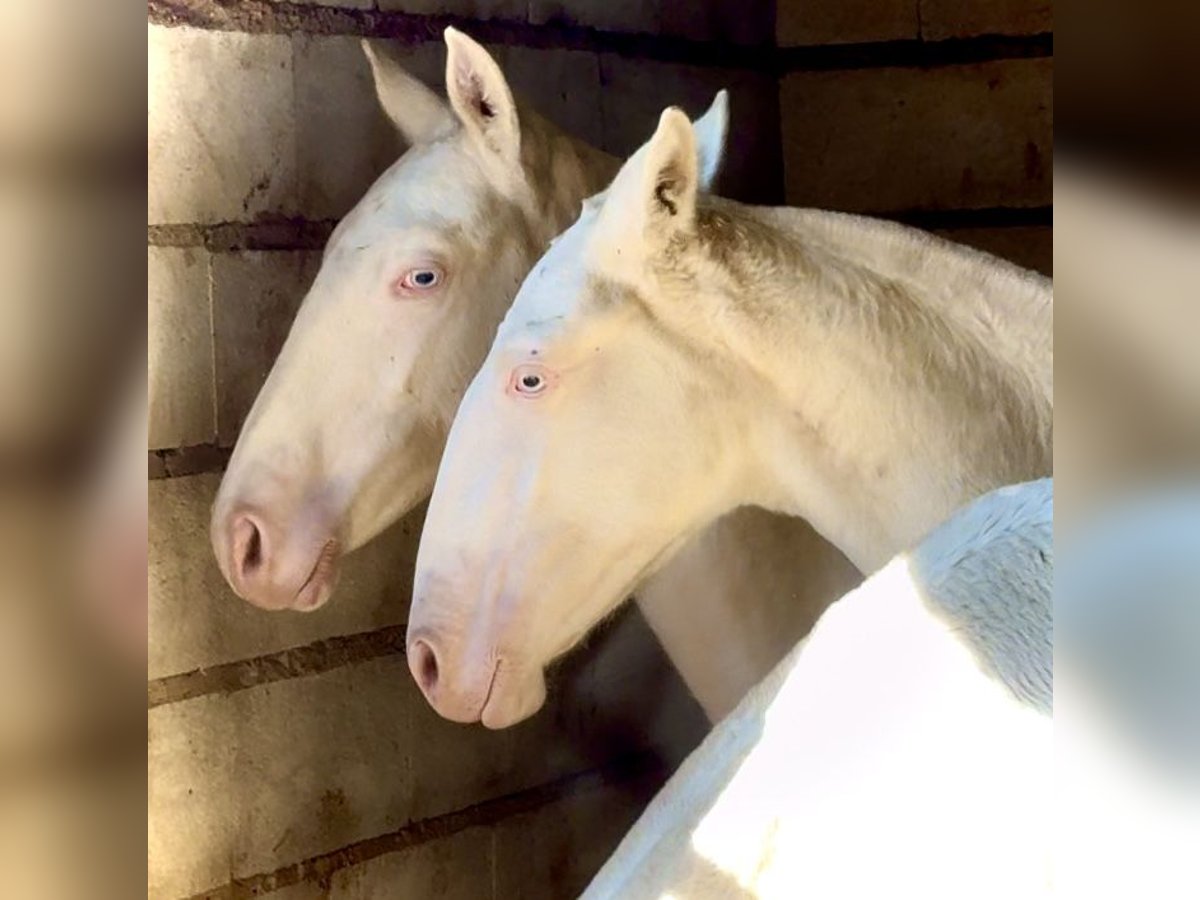 Portuguese Sport Horse Mare Foal (04/2025) 16,1 hh Perlino in Bienvenida