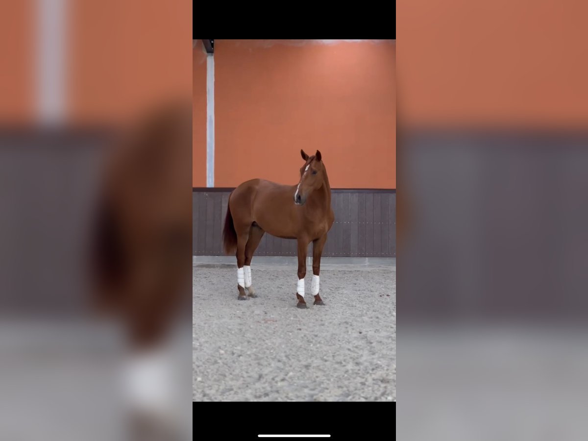 Portuguese Sport Horse Stallion 3 years 15,2 hh Chestnut in Leiria