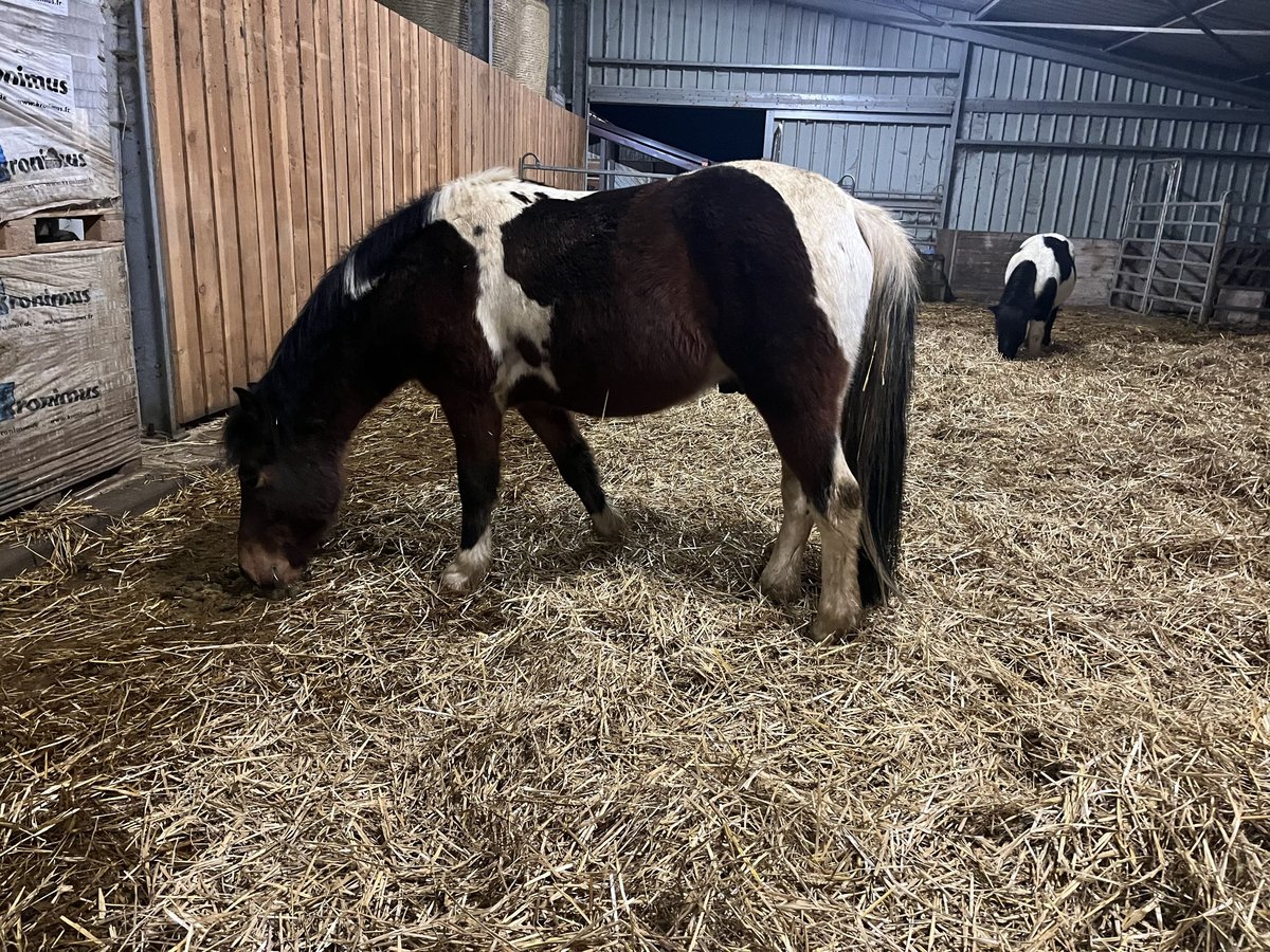 Pottok Castrone 6 Anni 131 cm Tobiano-tutti i colori in Niederroedern