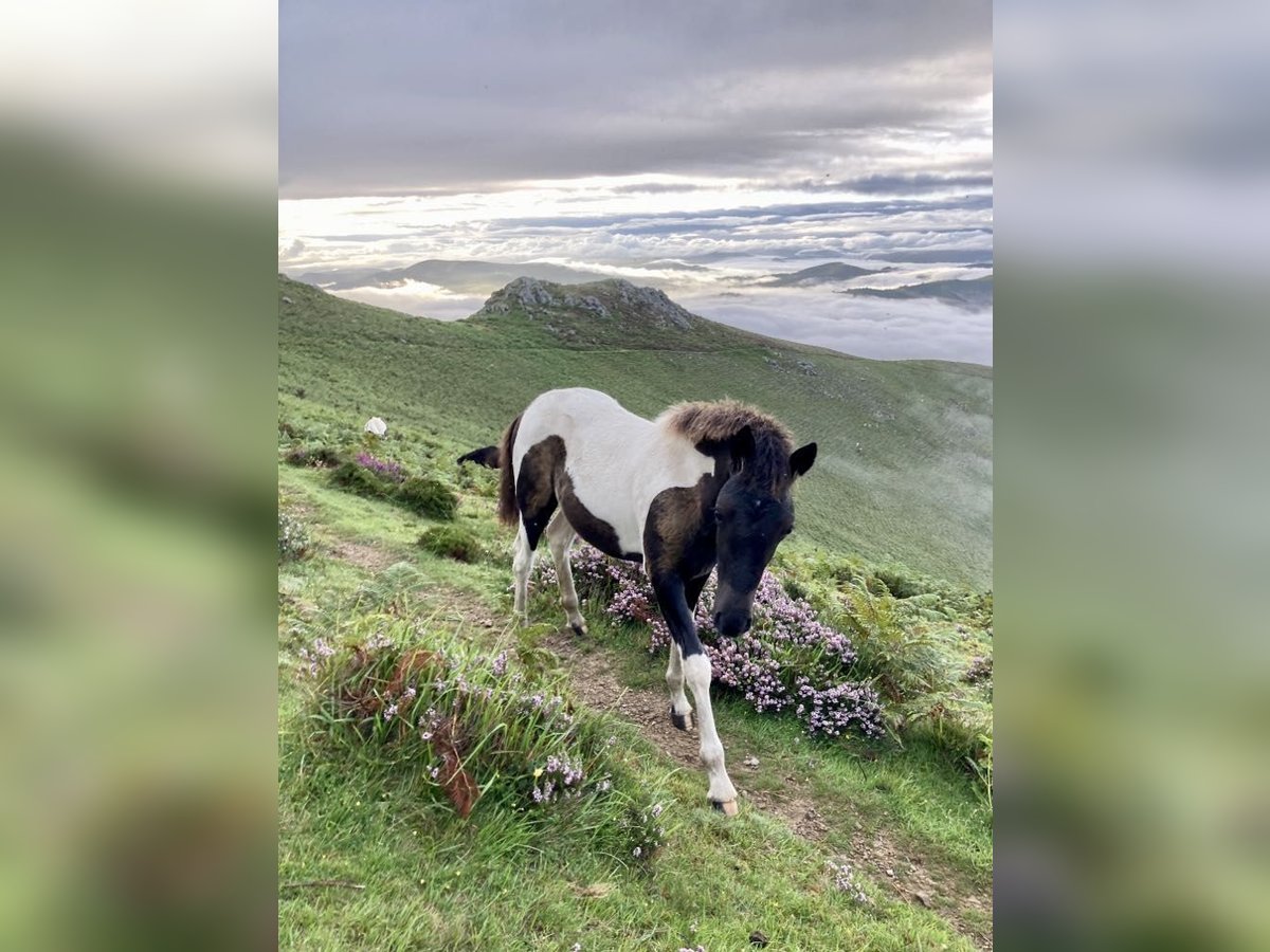 Pottok Hengst 1 Jaar 140 cm Gevlekt-paard in Rosenfeld