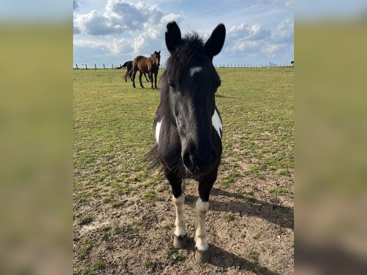 Pottok Mix Mare 17 years 13,1 hh Tobiano-all-colors in Luzarches